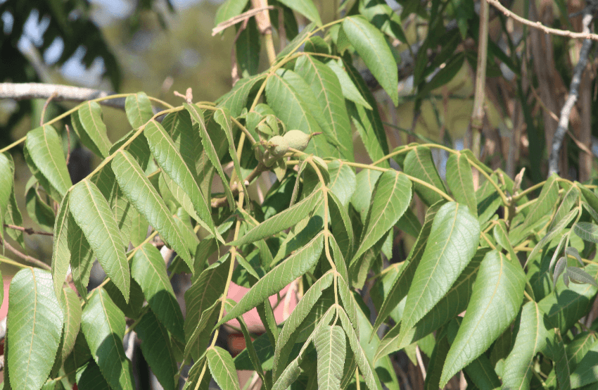 Juglans pyriformis